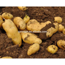 2016 new crop holland sweet potato purple potato